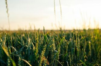 Агроландшафтное земледелие: проблемы и перспективы развития
