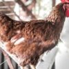Центр природного земледелия в Санкт-Петербурге: лучшие практики и семена