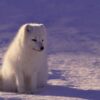 Как связаны промышленность растениеводство и животноводство: глубокий анализ отношений