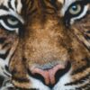 Презентация по Растениеводству и Животноводству для 3 класса