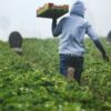 Аниме про земледелие: Фермерская жизнь в другом мире 2023 - смотреть онлайн