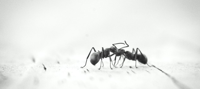 Почему муравьи появляются на даче и как это влияет на участок