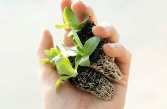 Купить саженцы на Авито в Орле - лучшие предложения