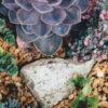 Как посадить барбарис весной: саженцами и уходом