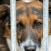 Питомник саженцы в Бессоновке - купить садовые растения