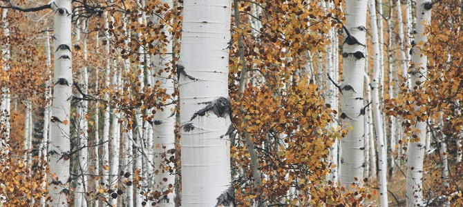 Продавцы и агенты, предлагающие объекты в садоводстве