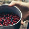Голубика саженцы как сажать: лучшие советы и инструкции