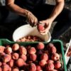 Институт растениеводства Краснодар: лучшие практики и новейшие исследования