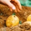 Растениеводство Кузбасса: актуальные особенности и перспективы развития