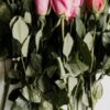 Купить саженцы розы Фокино в интернет-магазине с доставкой