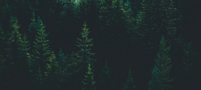 2.1. Климатические факторы и их влияние на растительный мир