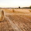 Часть леса расчищенная для земледелия - Группа 406 ответы на CodyCross