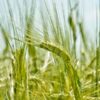 Переработка продукции растениеводства: лучшие технологии и методы