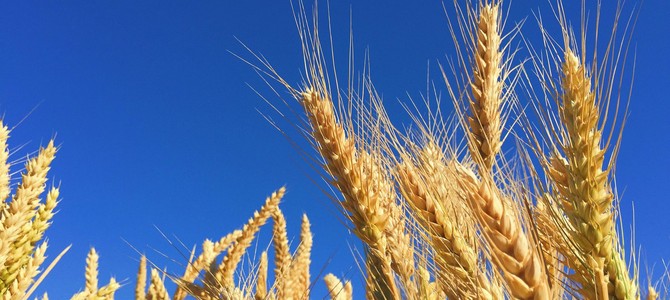 Технологии упаковки и логистики для сохранения качества продукции