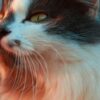 Как связаны между собой промышленность, животноводство и растениеводство: глубокий анализ и взаимосвязи