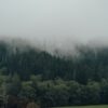 Невысокие туи для дачных участков: лучшие сорта и низкие цены