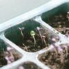 Девяноста саженцам: задания и решения по русскому языку ЕГЭ–2024