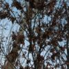 Растениеводство и животноводство для 3 класса: уроки по окружающему миру