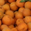 Посадка абрикоса весной саженцами: пошаговая инструкция и особенности