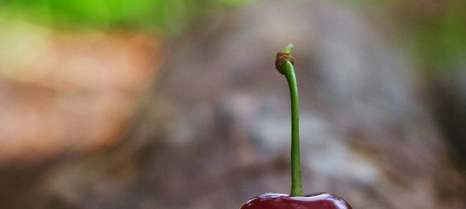 3.2 Подкормка и полив после посадки