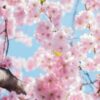 Как правильно посадить яблоню весной на Урале саженцы: советы опытных садоводов