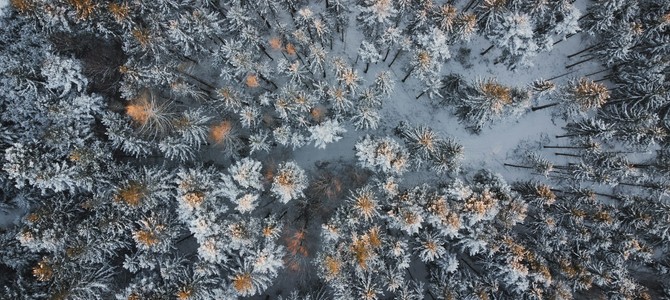Уход за саженцами с ЗКС после посадки