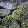 Какие саженцы сажают весной: секреты удачной посадки