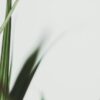 Растениеводство 8 класс технология: основные виды сельскохозяйственных процессов