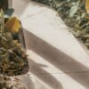 Применение Фитоспорина на дачном участке: лучшие практики обработки