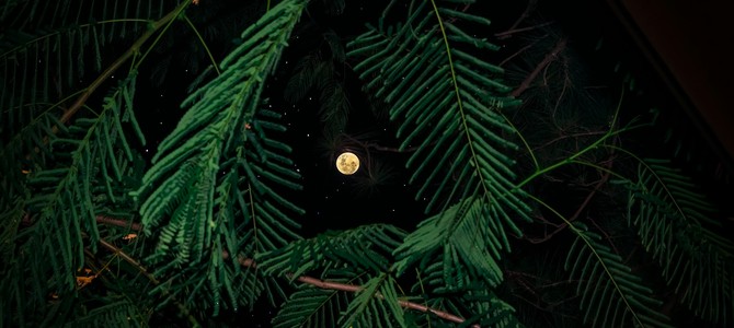 Овощи, фрукты, и ягоды: оптимальные сроки высадки и посева