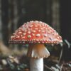 Потребности растениеводства: как удовлетворить их эффективно