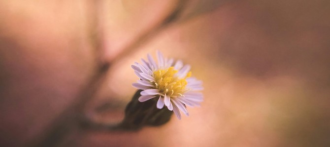 3. Фотосинтез и его роль в растительном мире