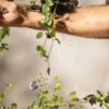 Принципы растениеводства: научные аспекты и технологии