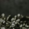 Гарденплантс интернет магазин саженцев каталог - Широкий выбор растений для вашего сада