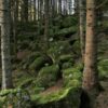 Нормы расположения строений на дачном участке: правила 2024