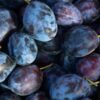 Через сколько лет плодоносит слива после посадки саженца? Советы по уходу