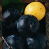 Где посадить сливу на дачном участке: лучшие практики 2024