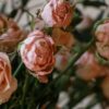 Растениеводство Челябинской области: итоги и перспективы