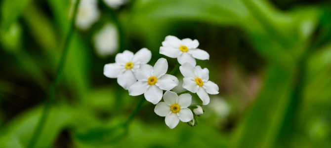 Экологические аспекты производства саженцев