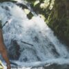 Зимостойкие саженцы родендрона: лучшие сорта с описанием и фото