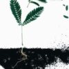 Можно ли корневином поливать саженцы: инструкция и советы