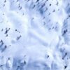 Как хранить саженцы винограда правильно зимой: лучшие способы и советы