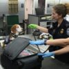 Купить поиск саженцы наложенным платежом с доставкой в Москве