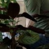 Купить саженцы в Русском саду: интернет-магазин, отзывы