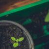 Почему саженцы не растут: 7 причин и решения