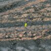 Купить саженцы в Анатольевке, Нижегородская область - Лучший выбор растений