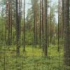 ГОСТ 28055-89 Саженцы деревьев и кустарников: официальный документ