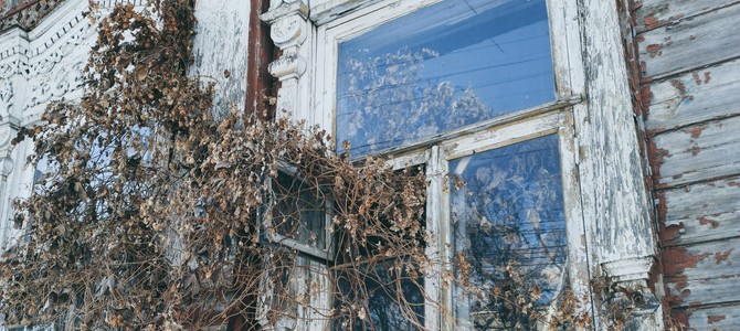 Уникальные Свойства и Преимущества Саженцов от Шуист