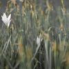 Дачник Сызрань: купить капельный полив, автополив, саженцы и рассаду