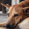 Отзывы Медилис Ципер: опыт применения от клещей на участке дачников